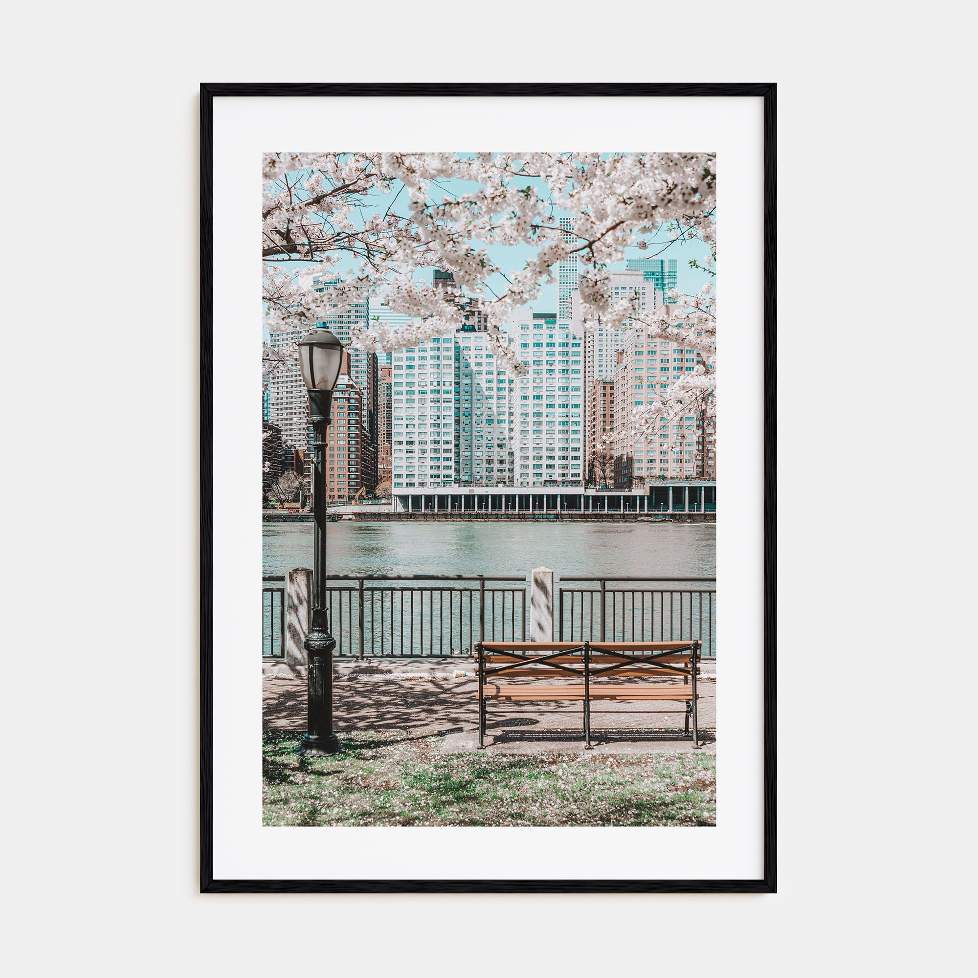 Cherry Blossoms Photo Color No 1 Poster