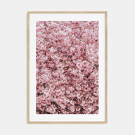 Cherry Blossoms Photo Color No 2 Poster