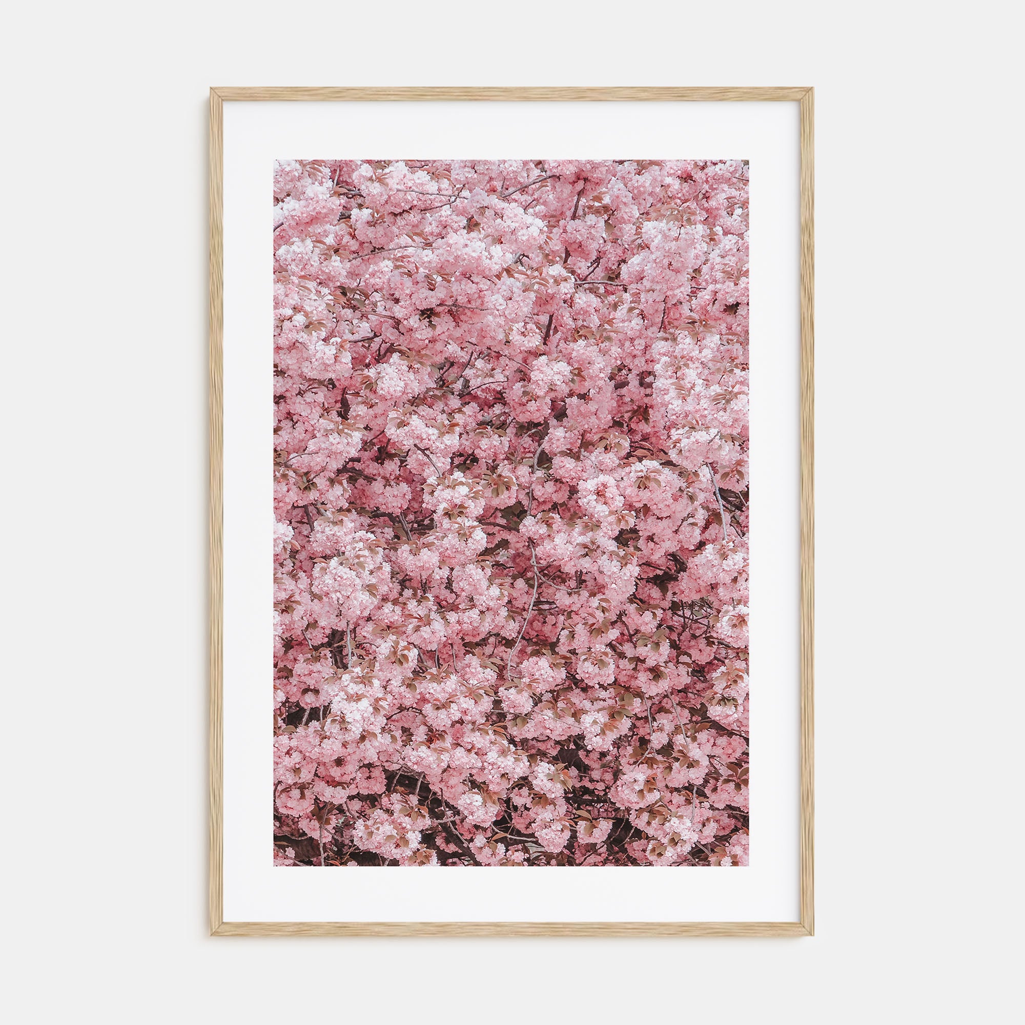 Cherry Blossoms Photo Color No 2 Poster
