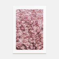 Cherry Blossoms Photo Color No 2 Poster
