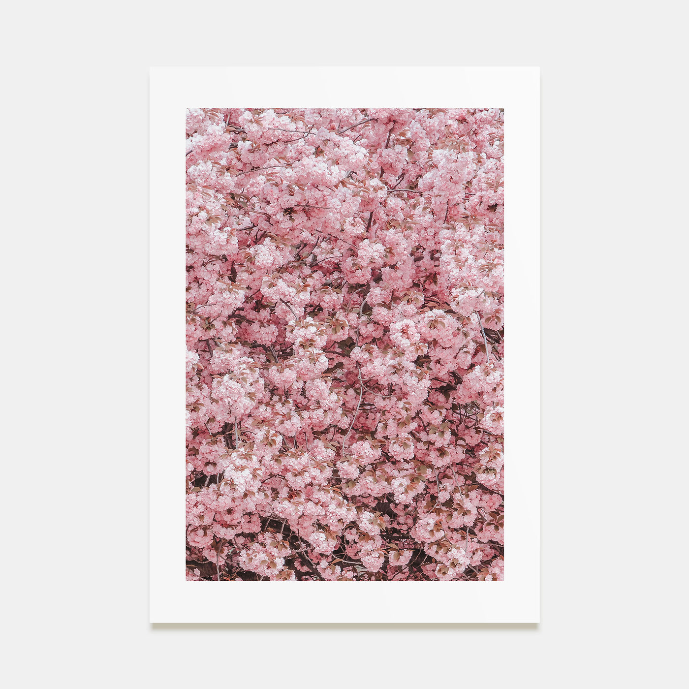 Cherry Blossoms Photo Color No 2 Poster