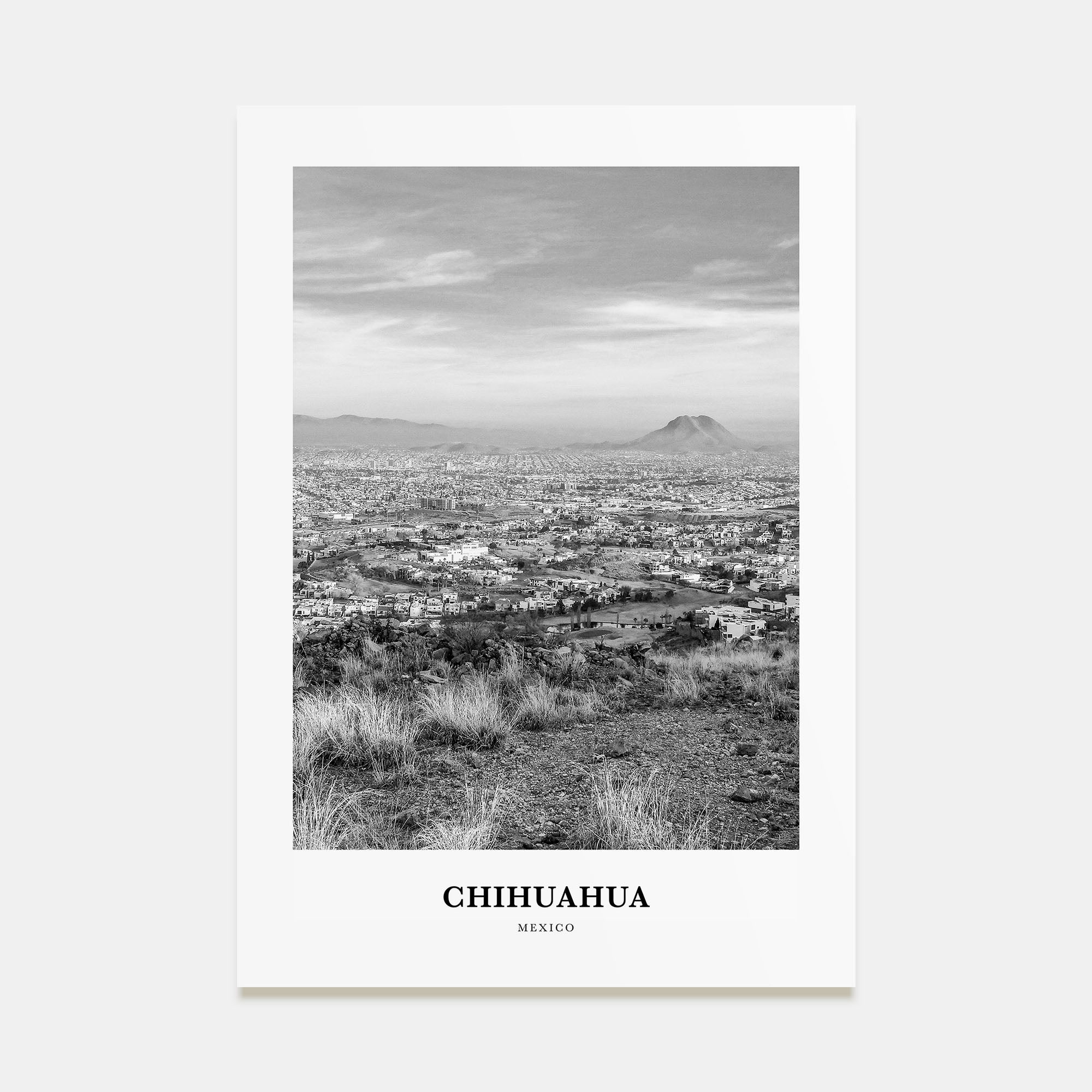 Chihuahua Portrait B&W Poster