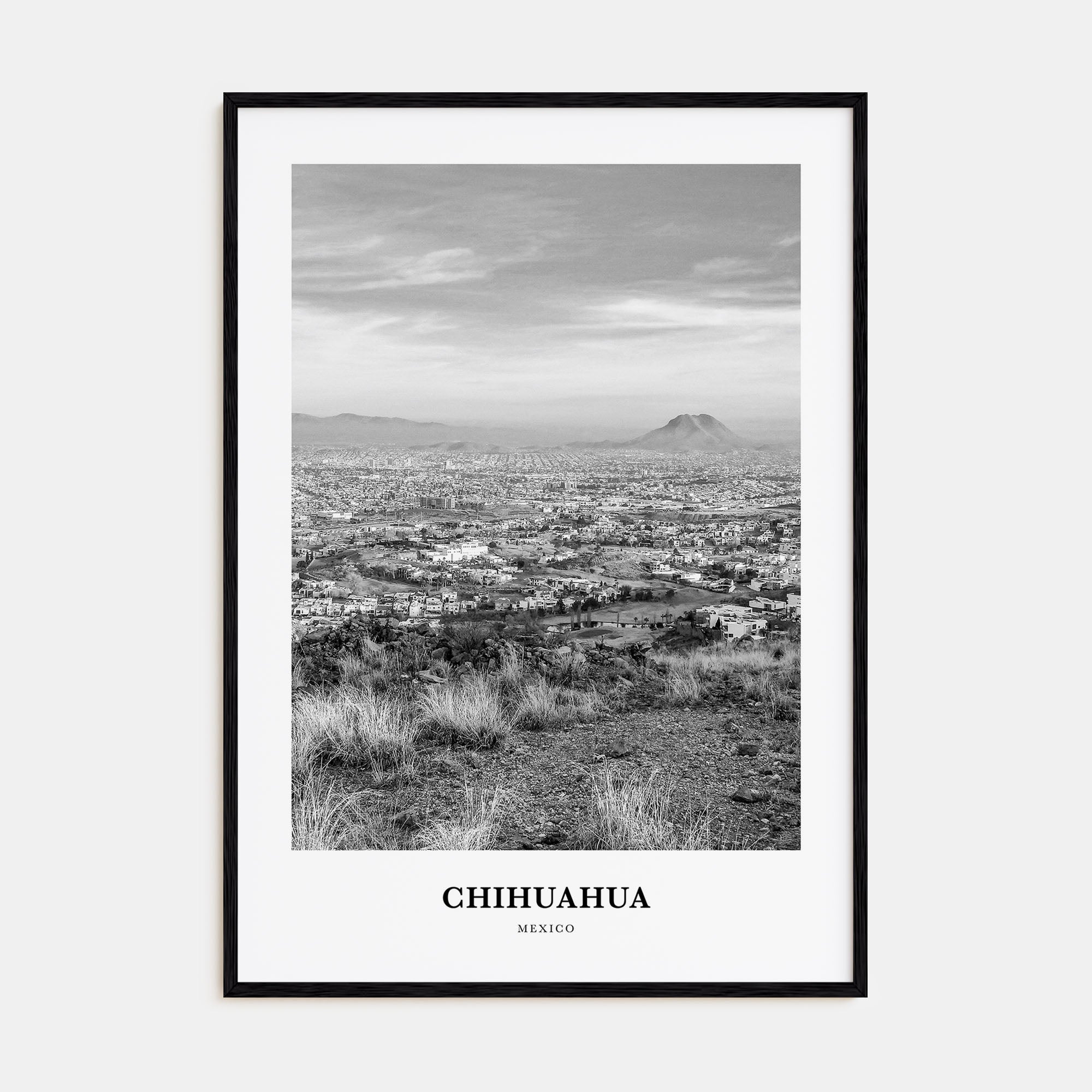 Chihuahua Portrait B&W Poster