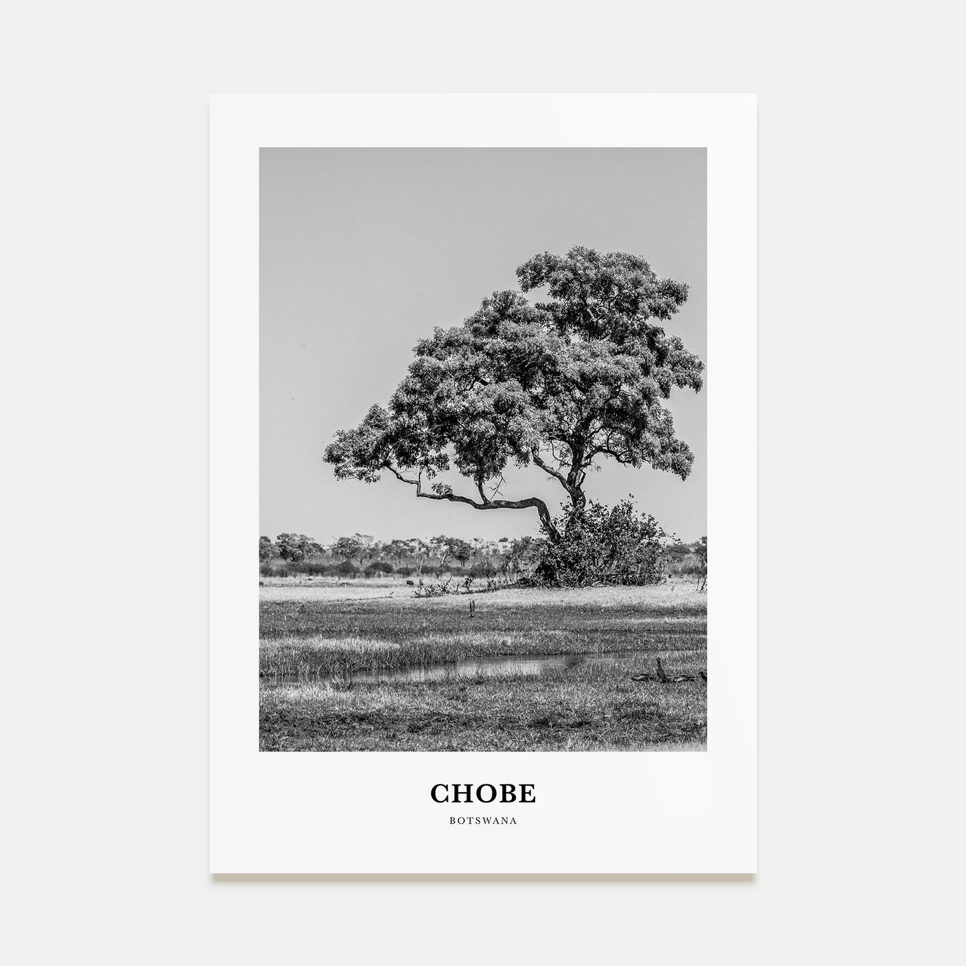 Chobe National Park Portrait B&W Poster