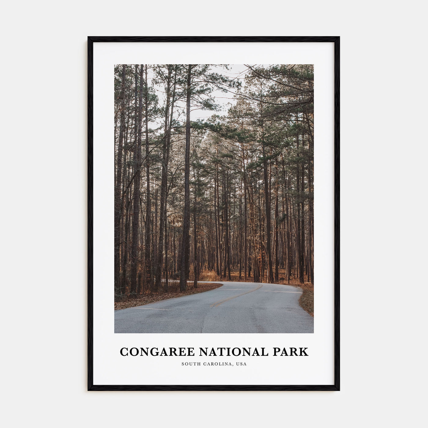 Congaree National Park Portrait Color Poster