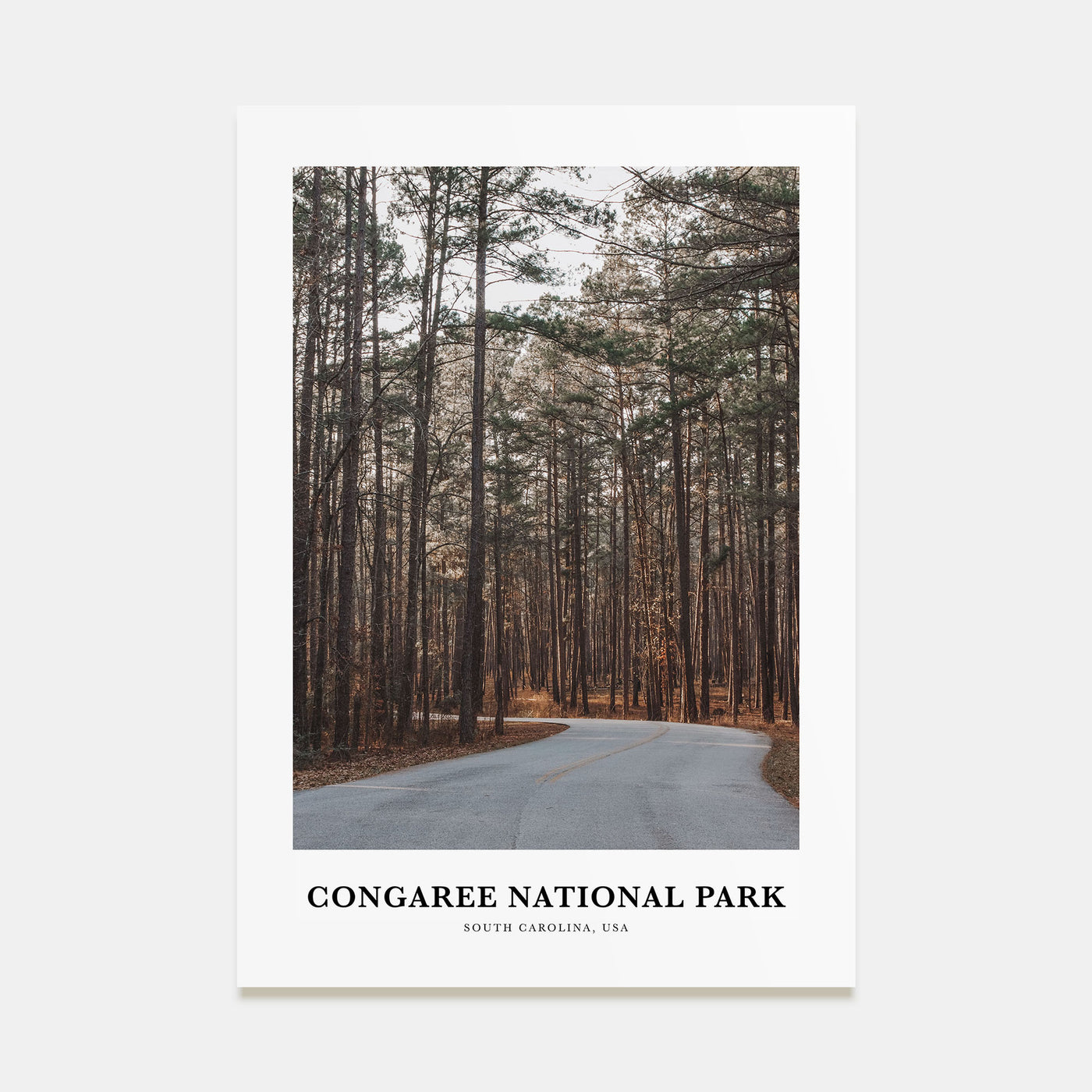 Congaree National Park Portrait Color Poster