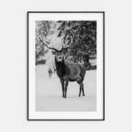 Deer Photo B&W Poster
