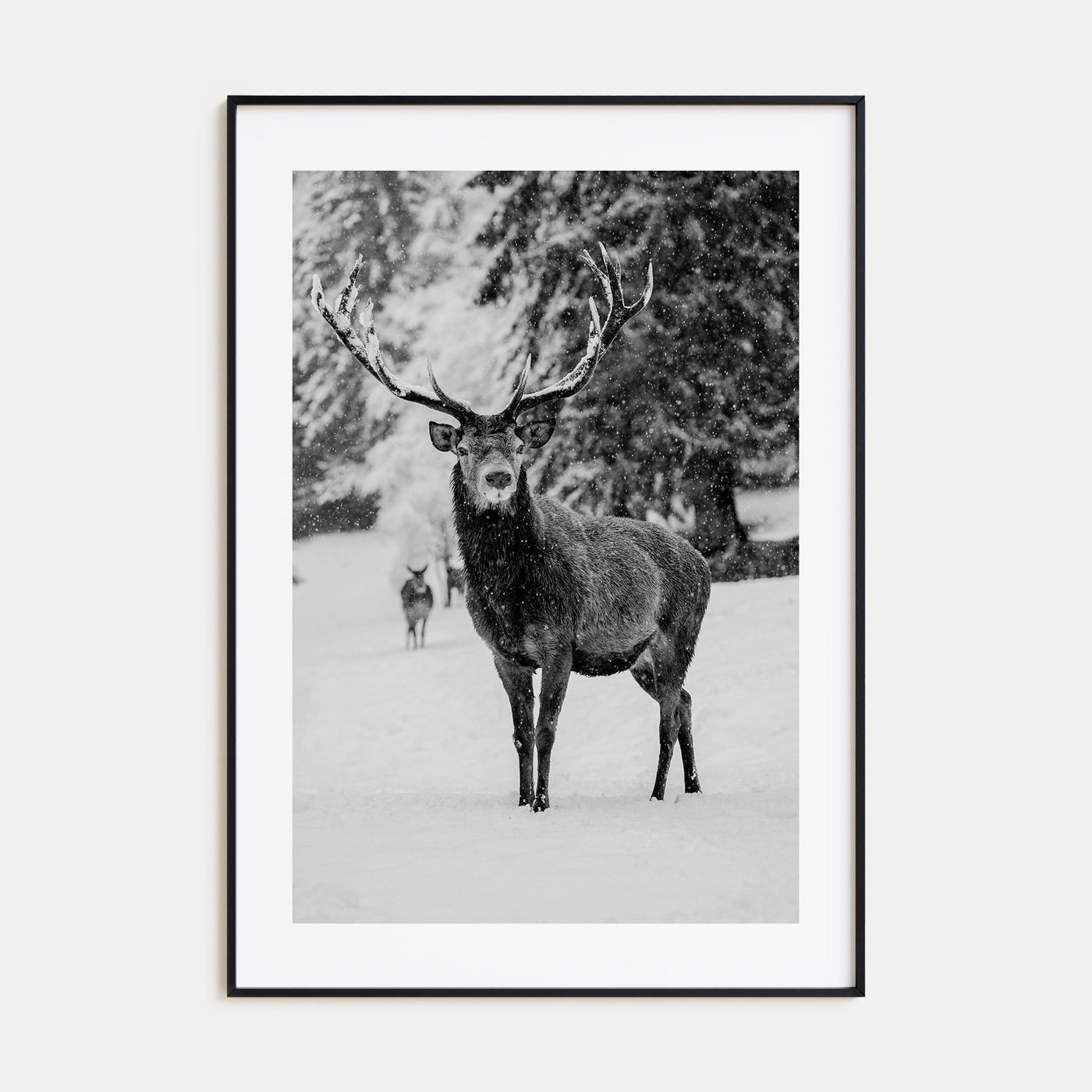 Deer Photo B&W Poster