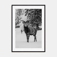 Deer Photo B&W Poster