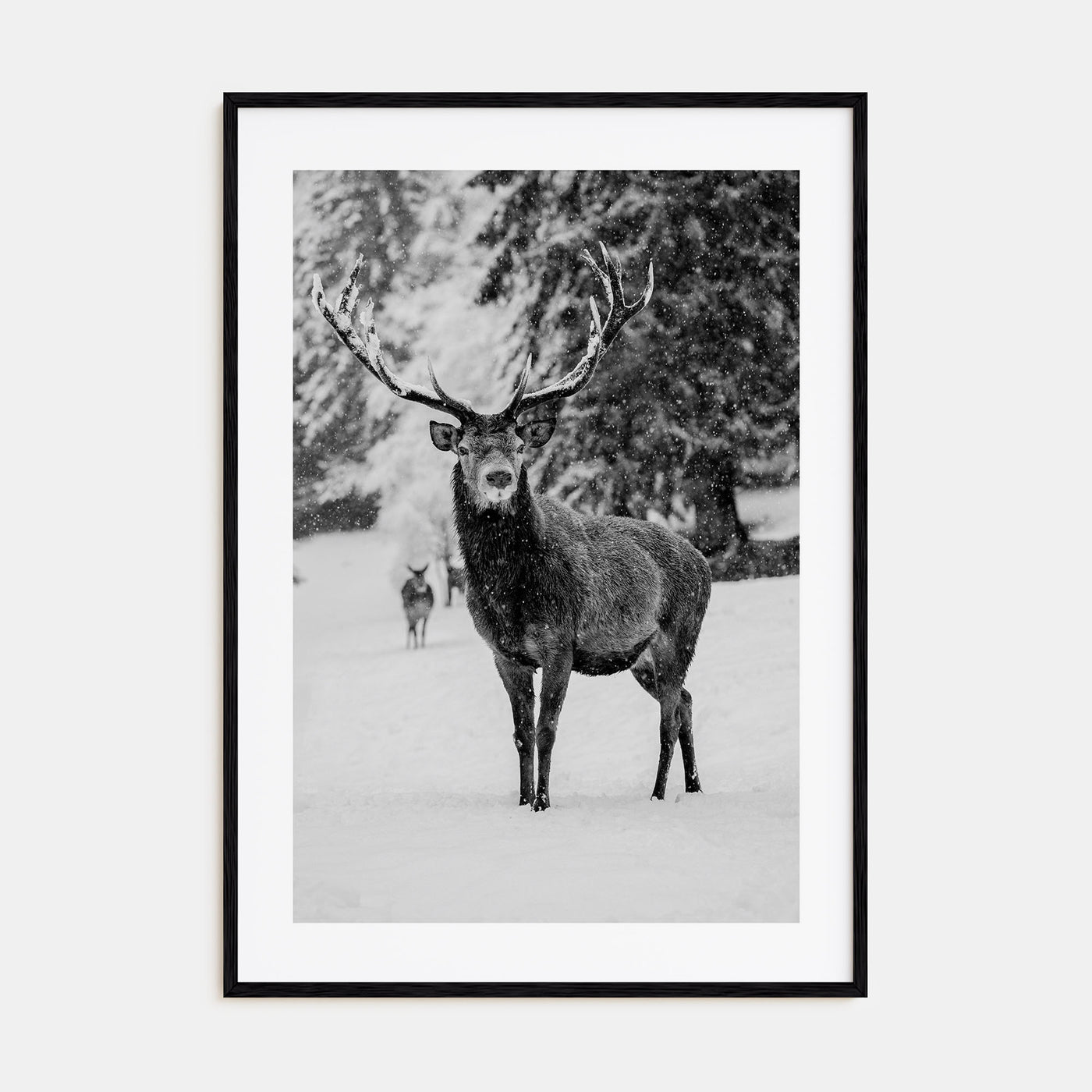 Deer Photo B&W Poster
