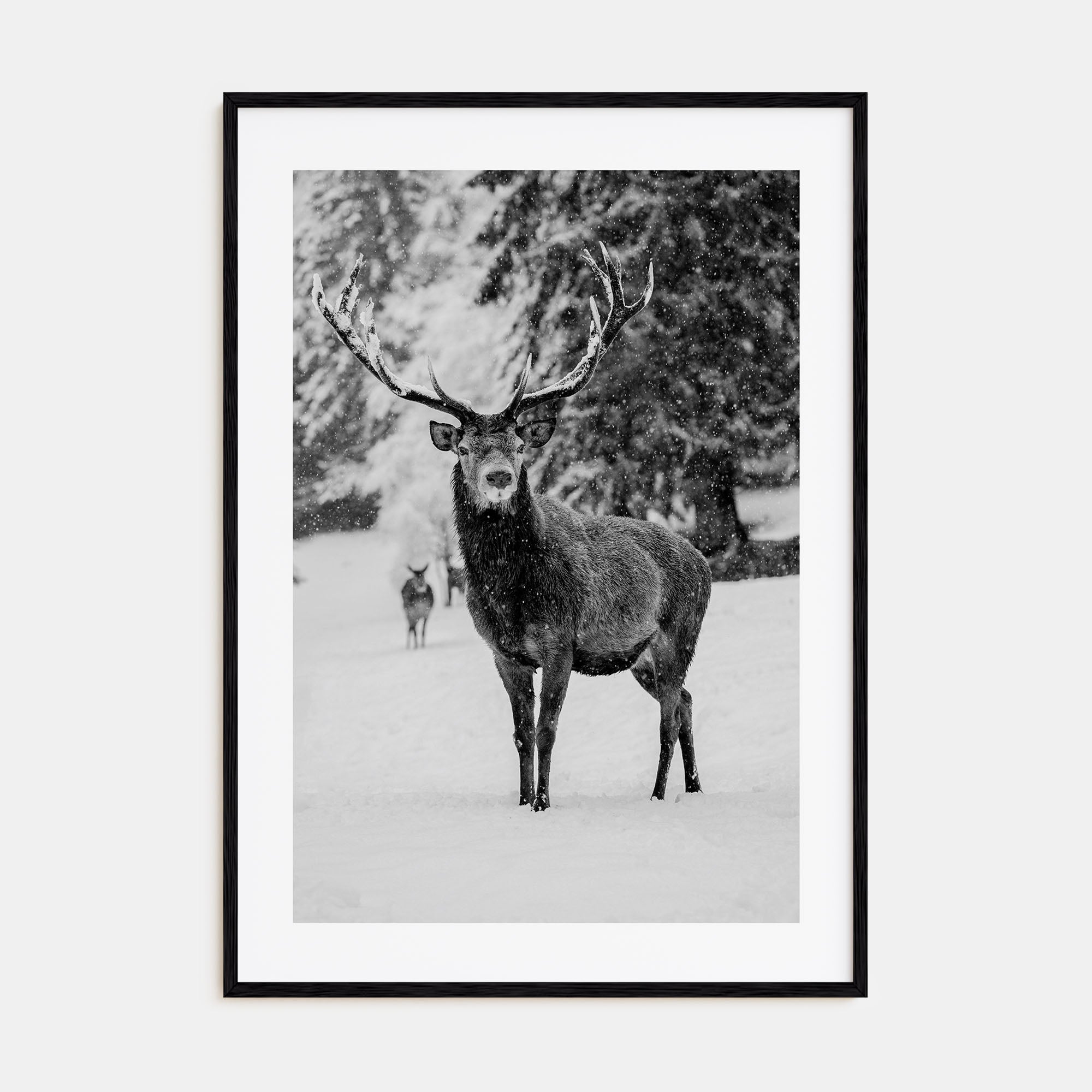 Deer Photo B&W Poster