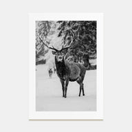 Deer Photo B&W Poster