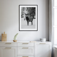 Deer Photo B&W Poster