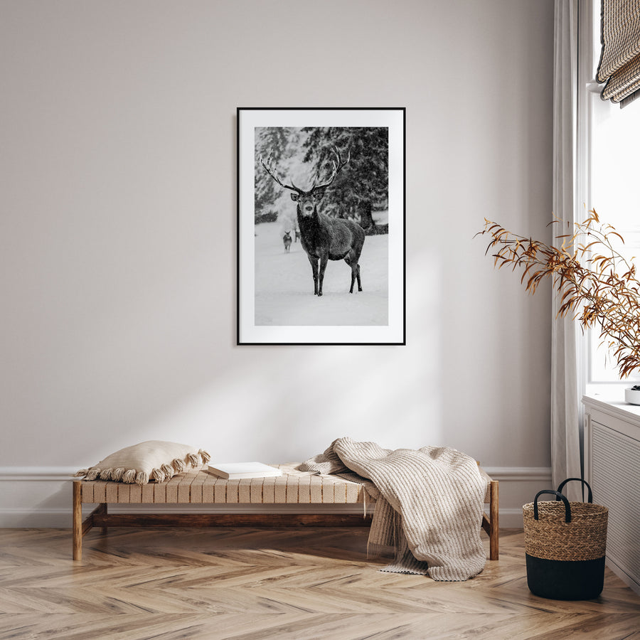 Deer Photo B&W Poster