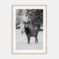 Deer Photo B&W Poster