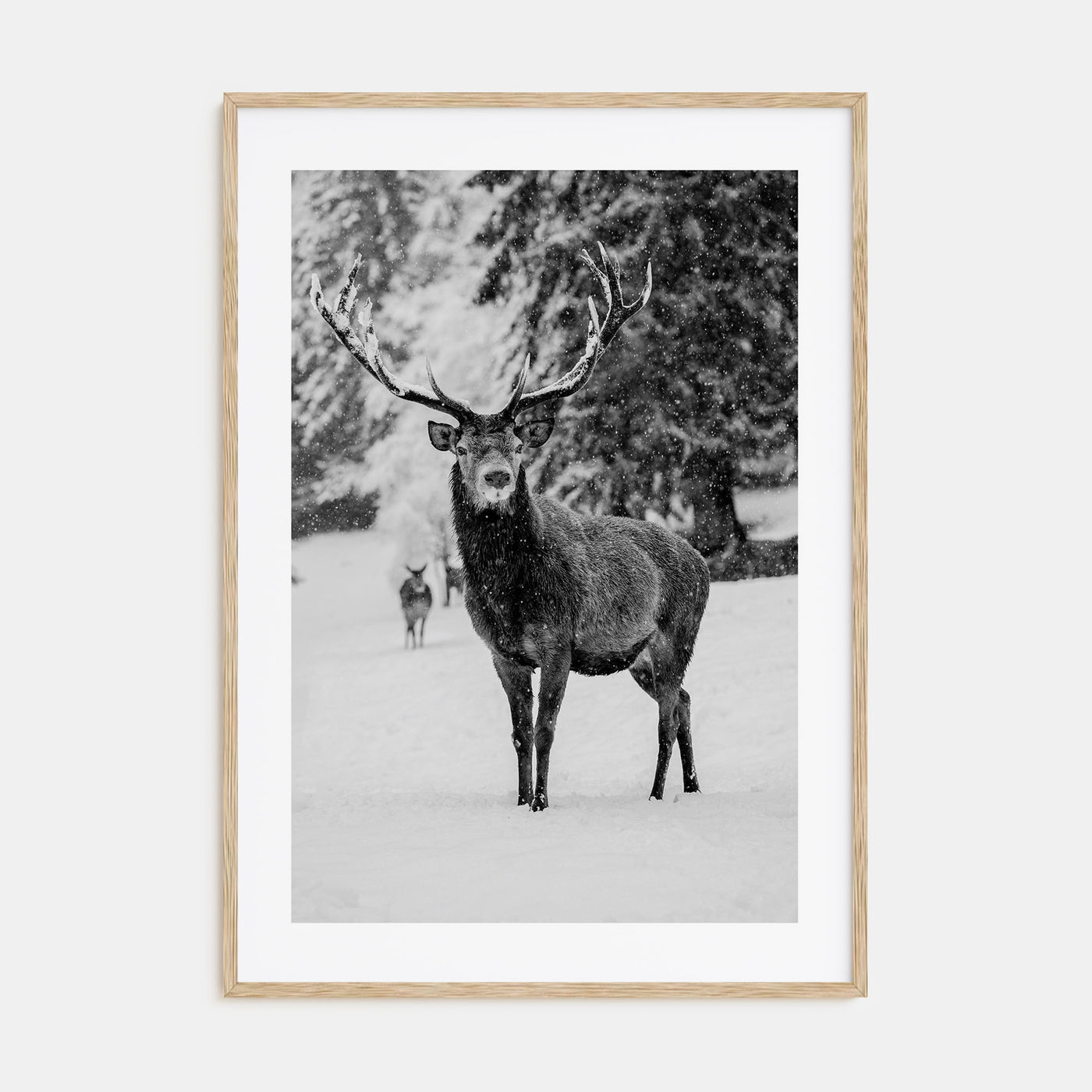 Deer Photo B&W Poster