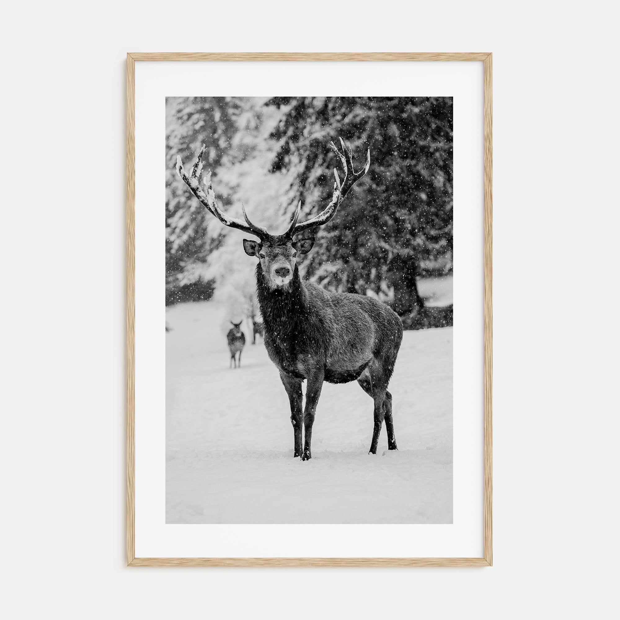 Deer Photo B&W Poster