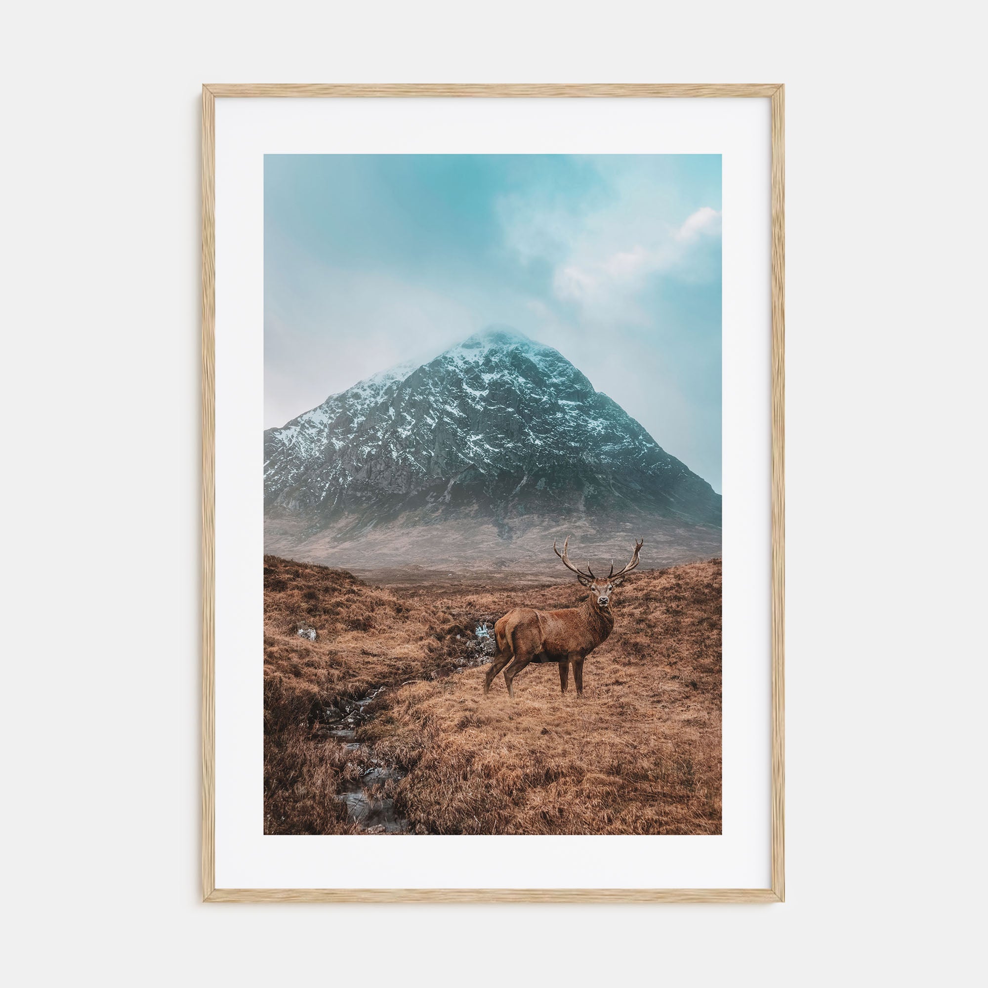 Deer Photo Color No 1 Poster