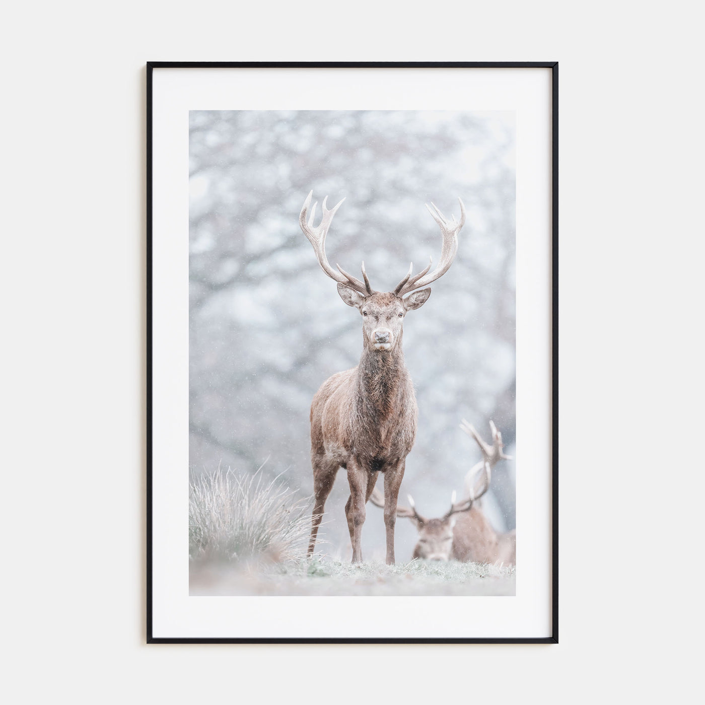 Deer Photo Color No 3 Poster