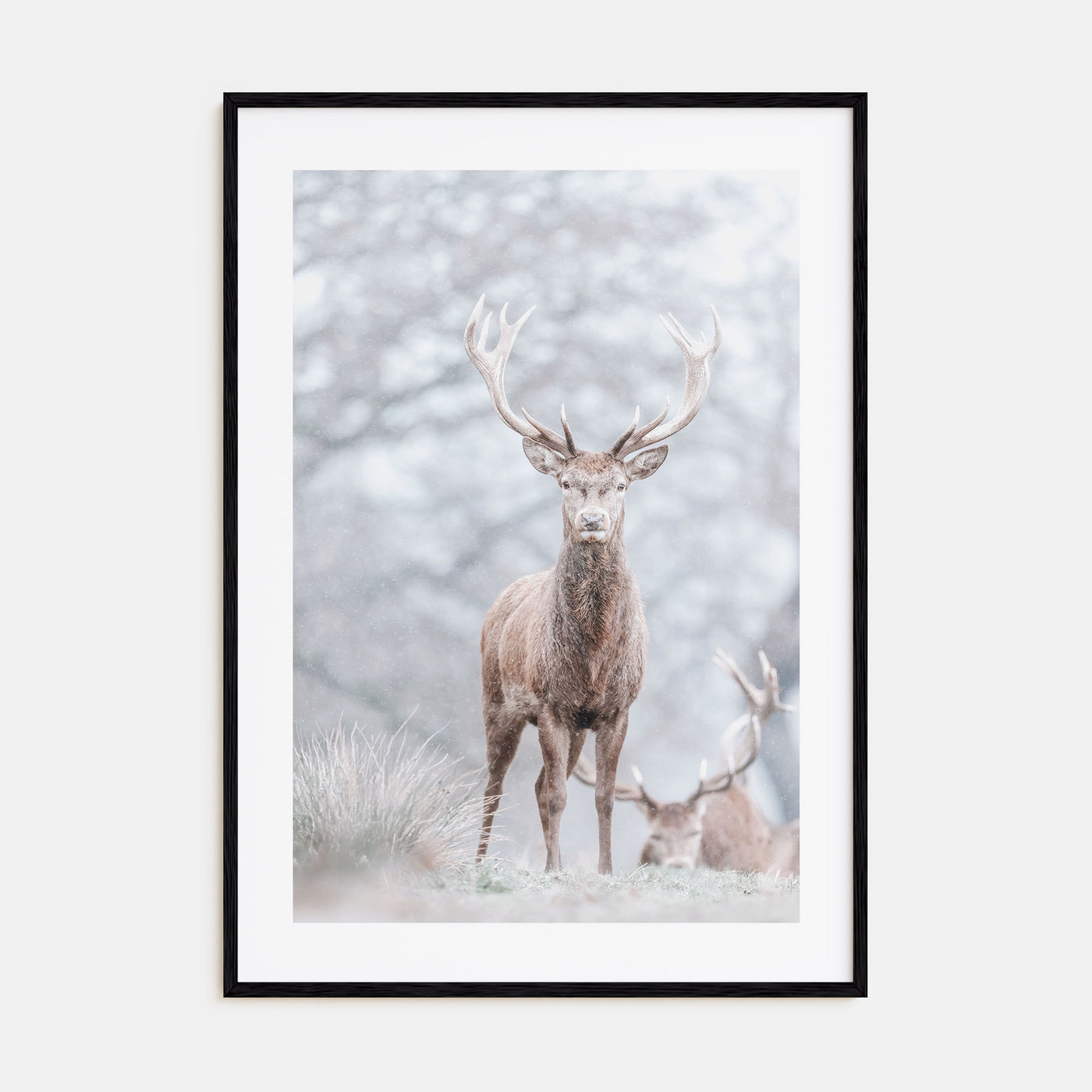 Deer Photo Color No 3 Poster