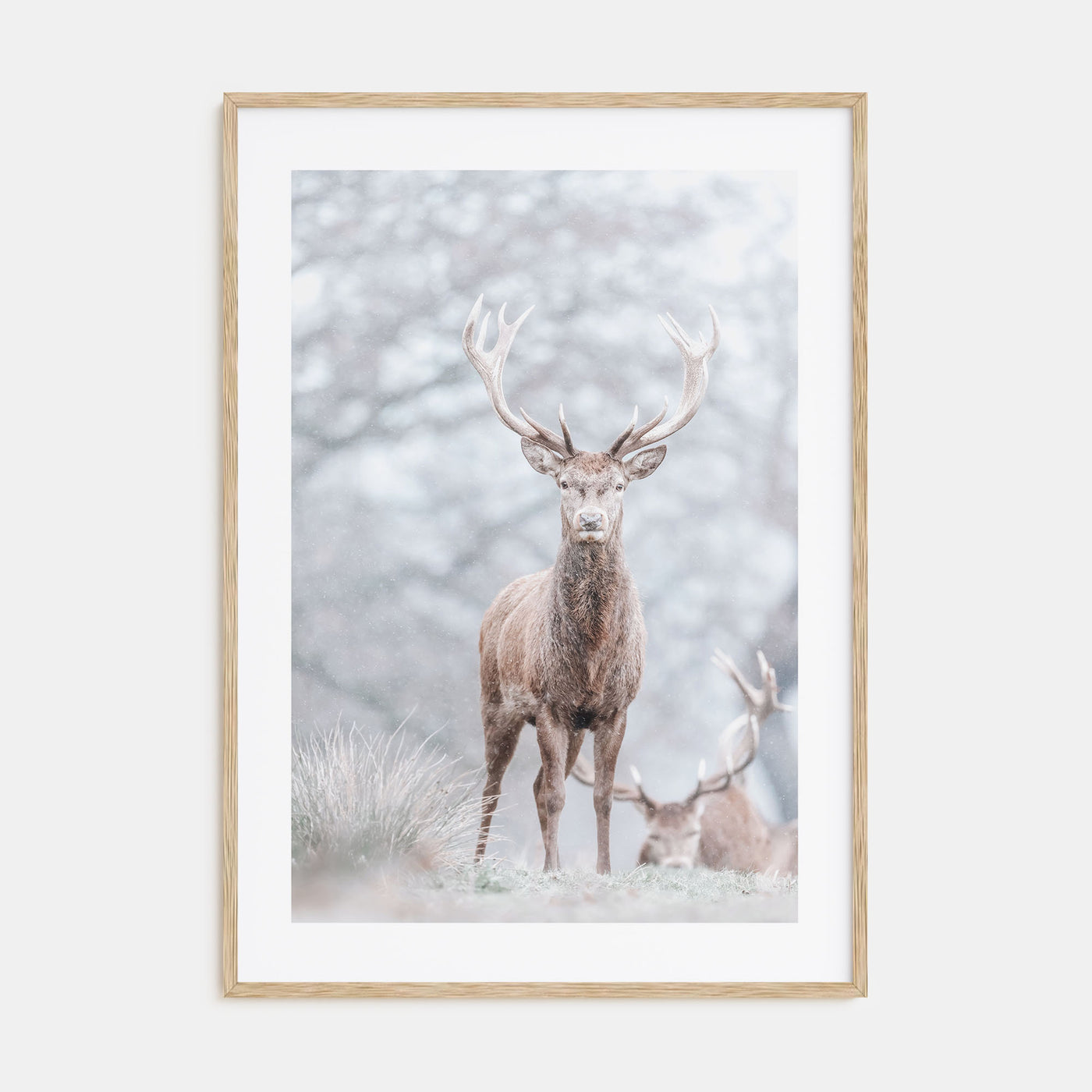 Deer Photo Color No 3 Poster