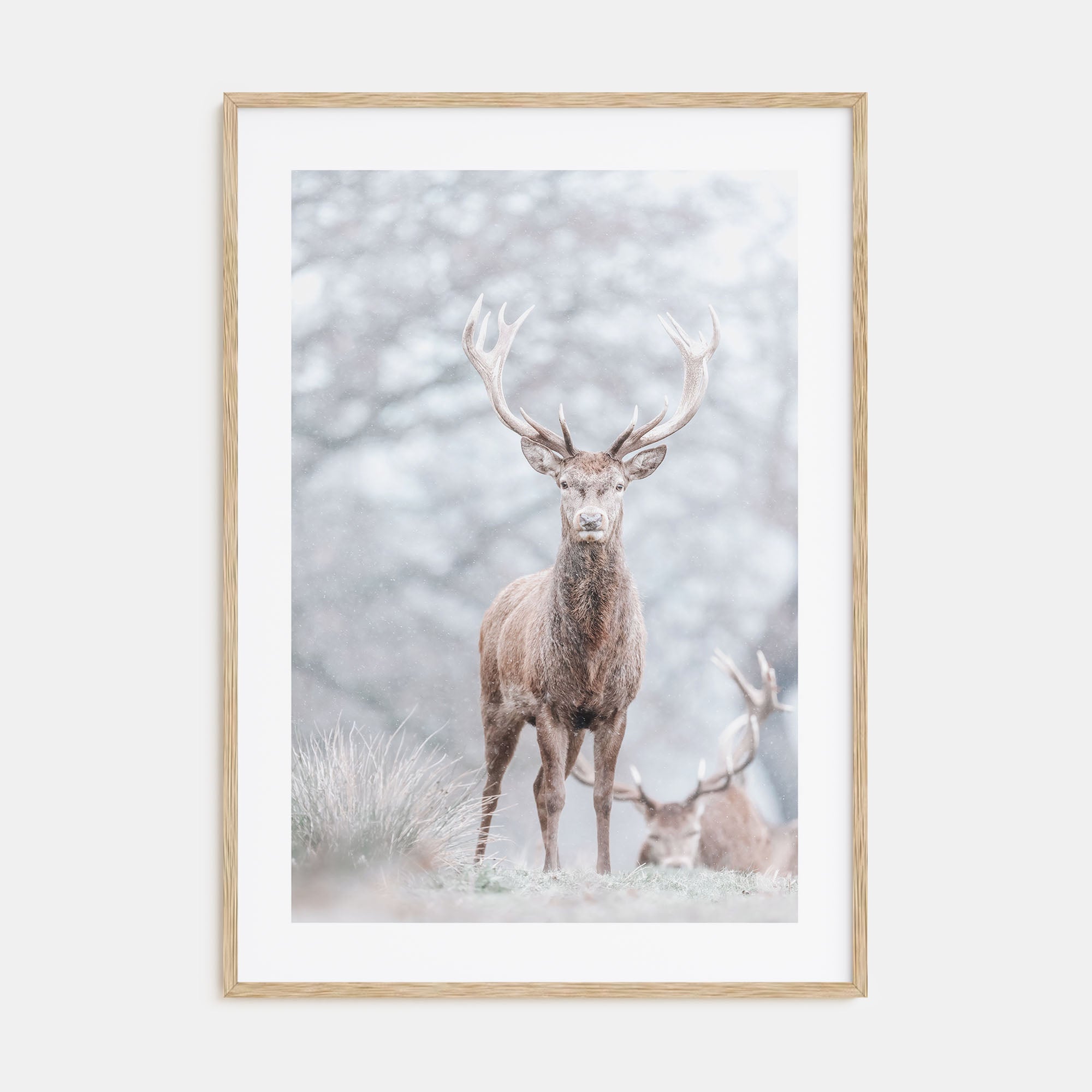 Deer Photo Color No 3 Poster