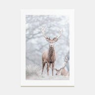 Deer Photo Color No 3 Poster