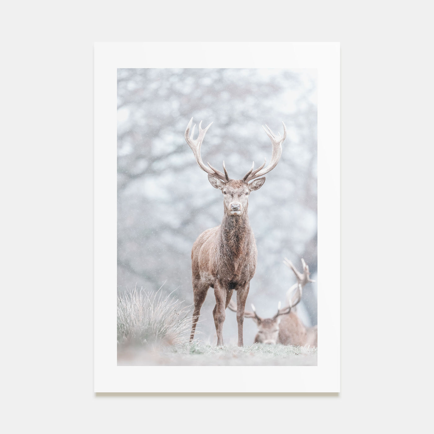 Deer Photo Color No 3 Poster