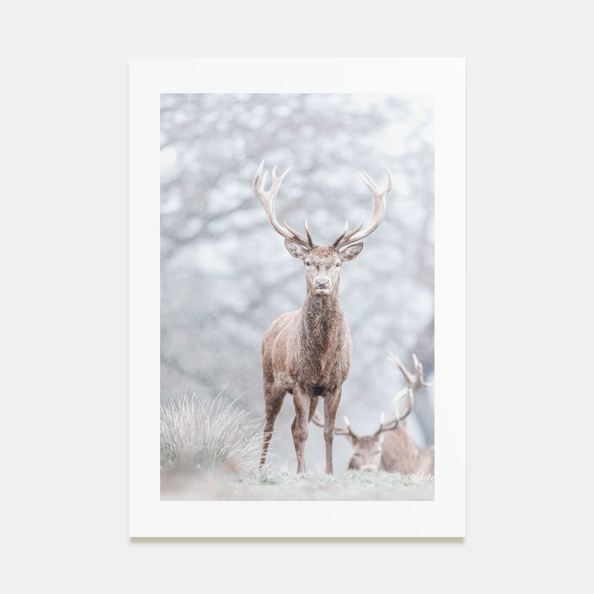 Deer Photo Color No 3 Poster