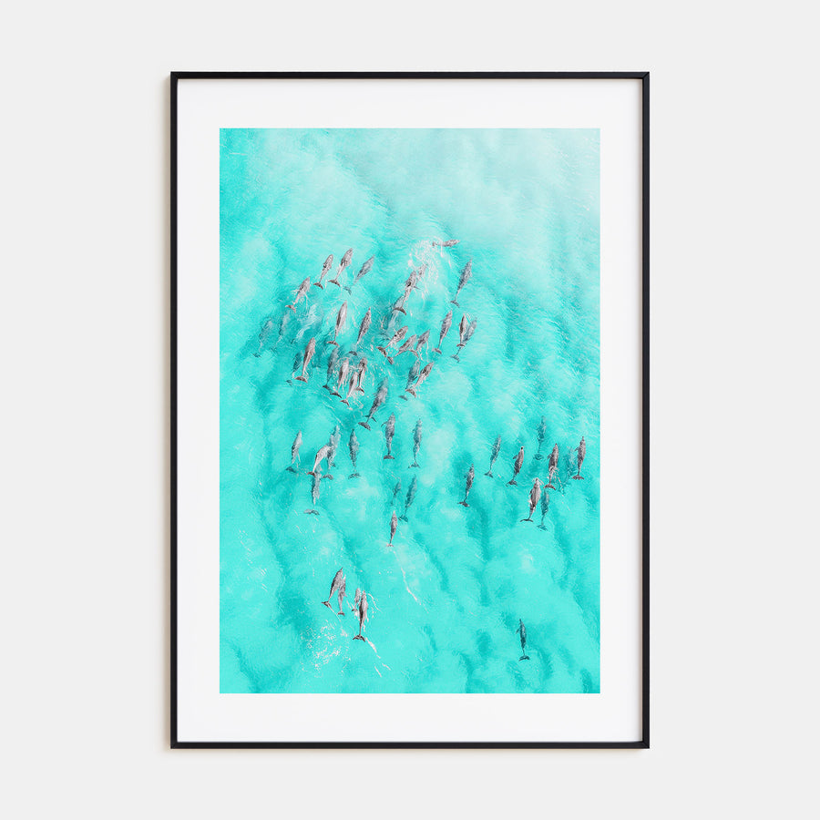 Dolphin Swimming Photo Color Poster