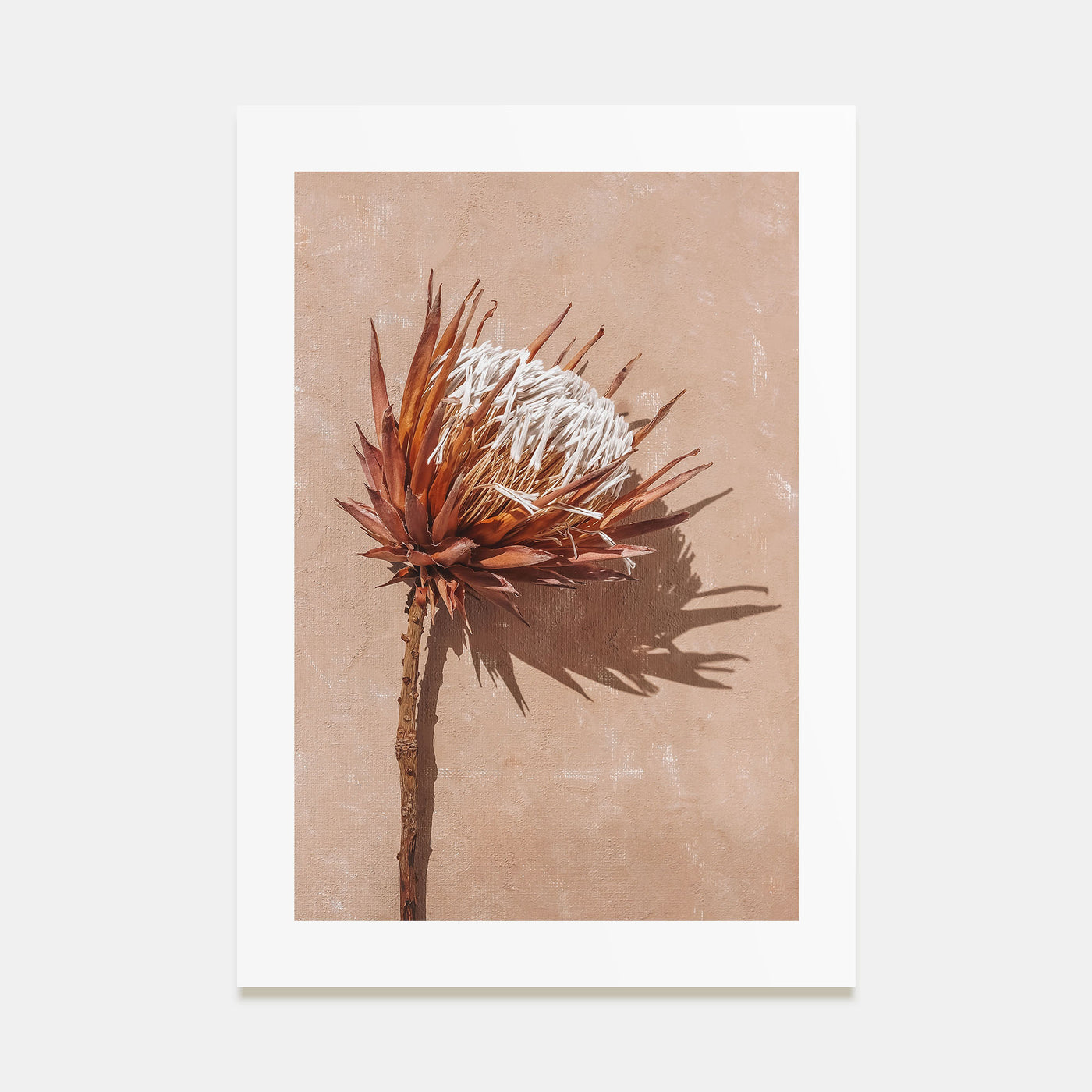 Dried Exotic Flower Photo Color Poster