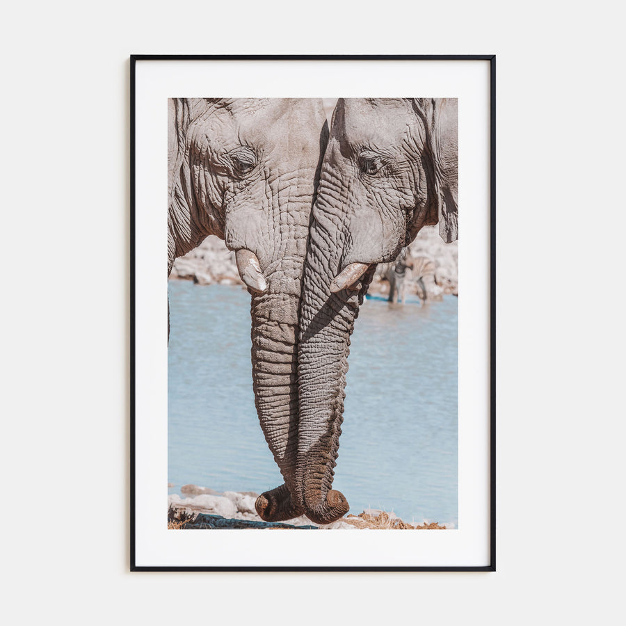 Elephant Couple Photo Color Poster