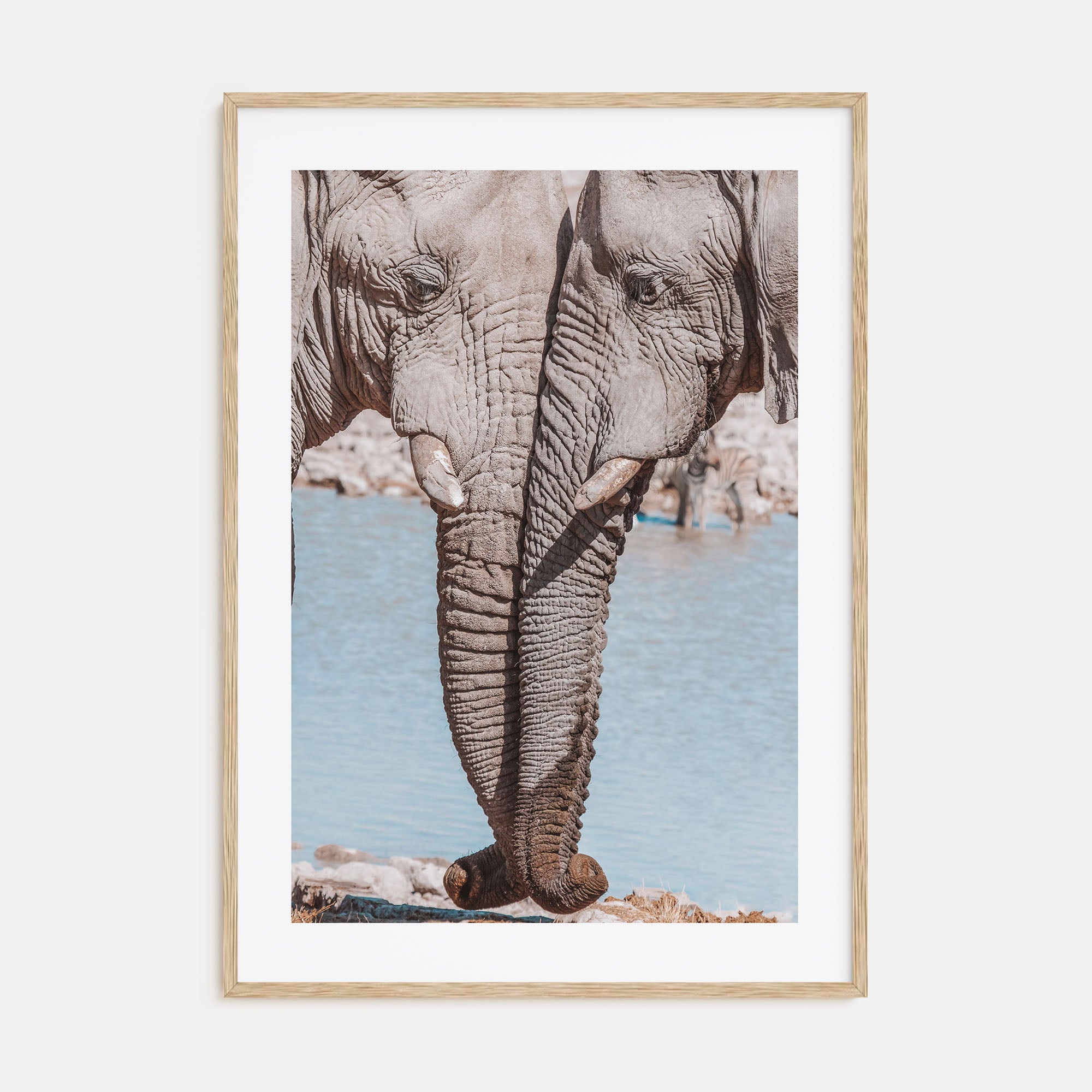 Elephant Couple Photo Color Poster