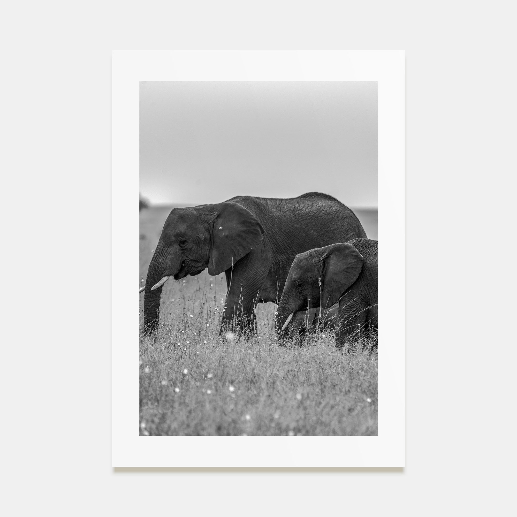 Elephant Photo B&W No 1 Poster