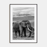 Elephant Photo B&W No 2 Poster