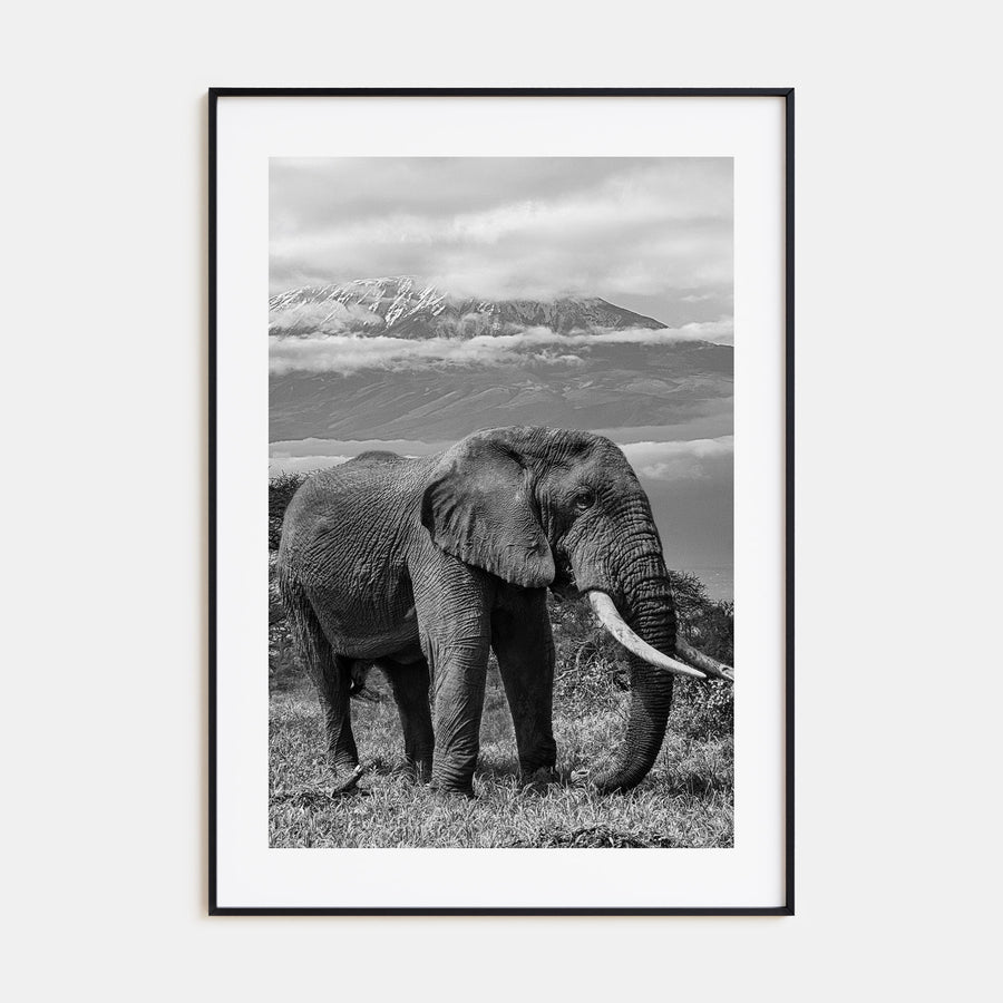 Elephant Photo B&W No 2 Poster