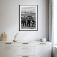 Elephant Photo B&W No 2 Poster