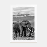 Elephant Photo B&W No 2 Poster