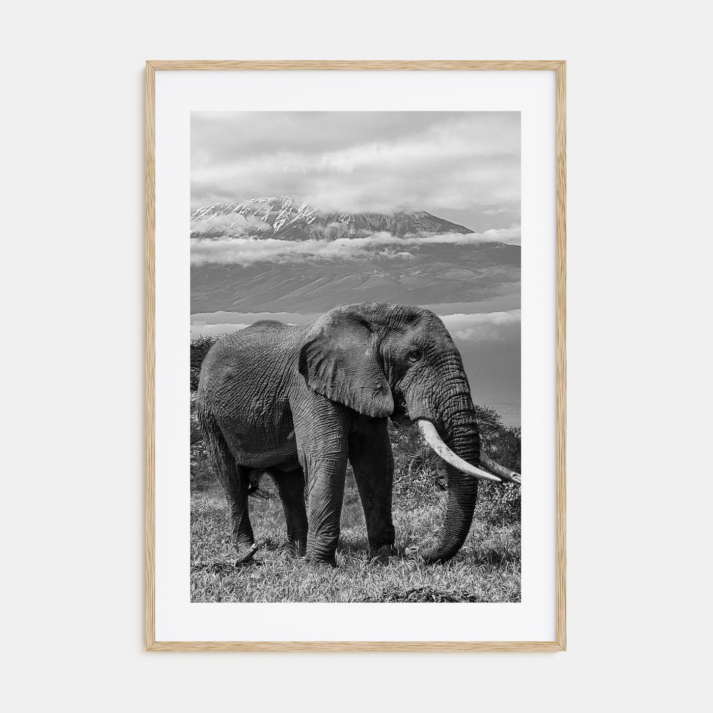Elephant Photo B&W No 2 Poster