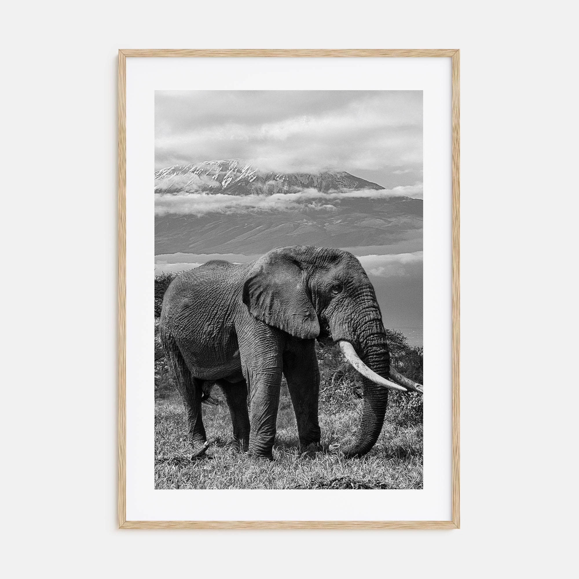 Elephant Photo B&W No 2 Poster