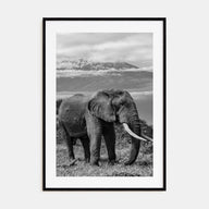 Elephant Photo B&W No 2 Poster