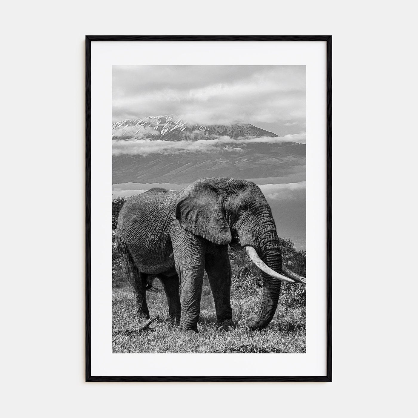 Elephant Photo B&W No 2 Poster