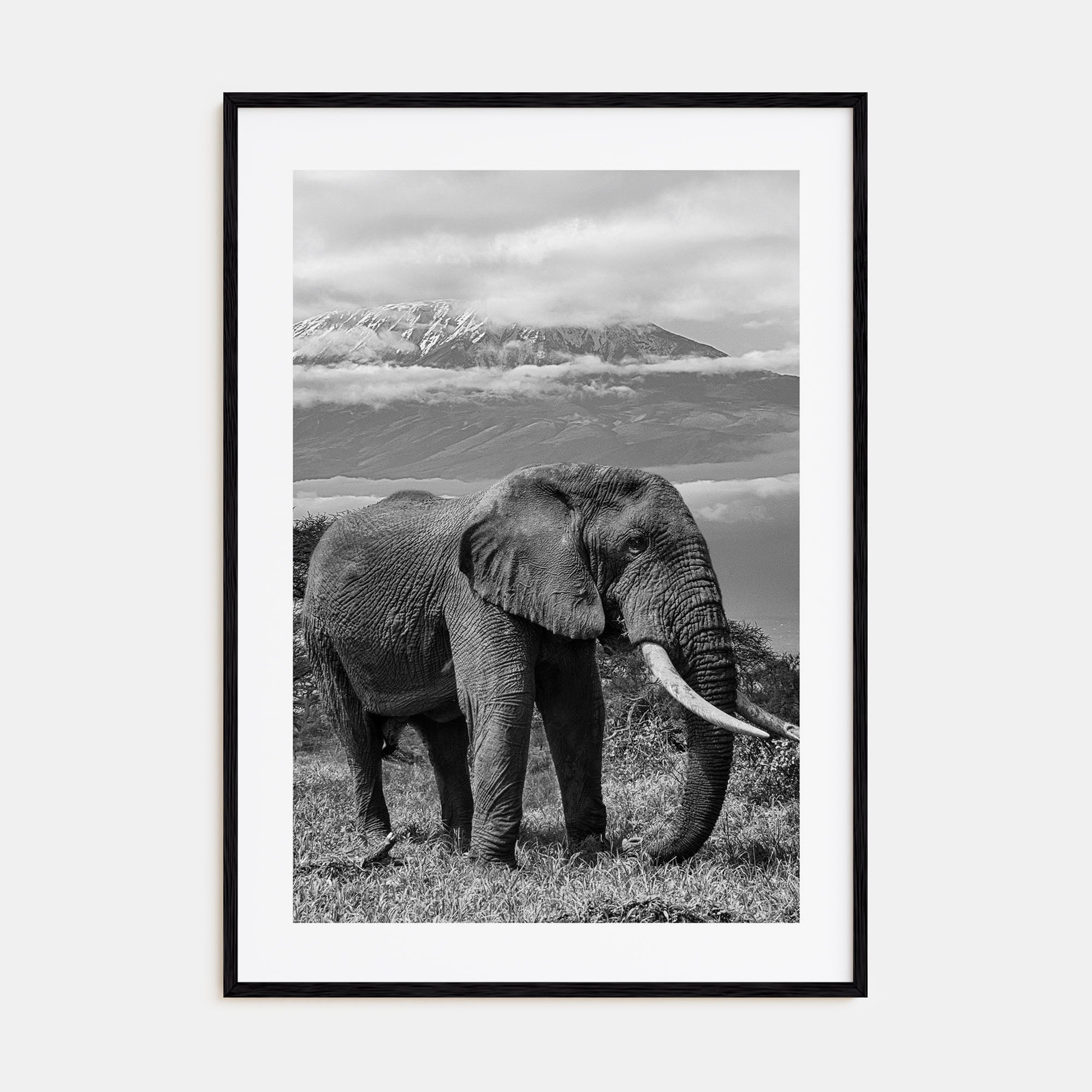 Elephant Photo B&W No 2 Poster