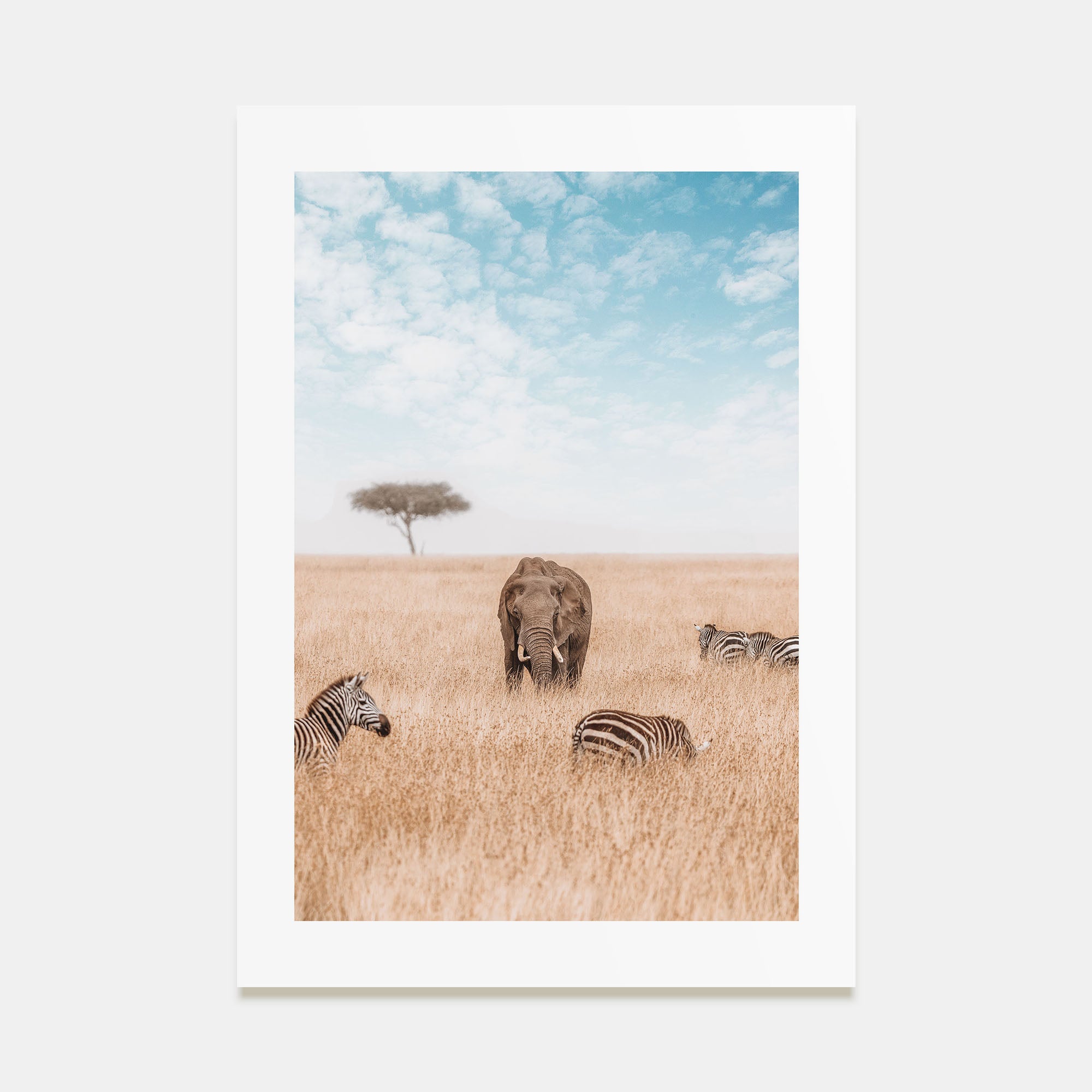 Elephant Photo Color No 1 Poster