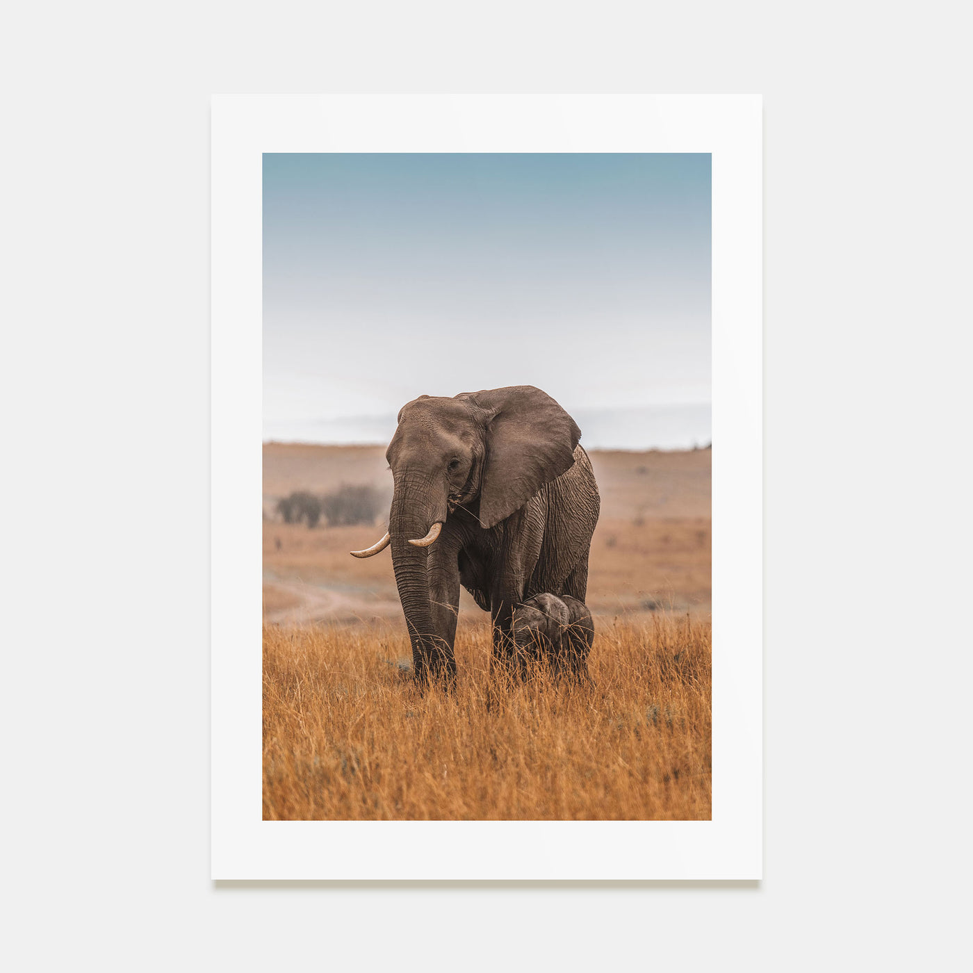 Elephant Photo Color No 2 Poster