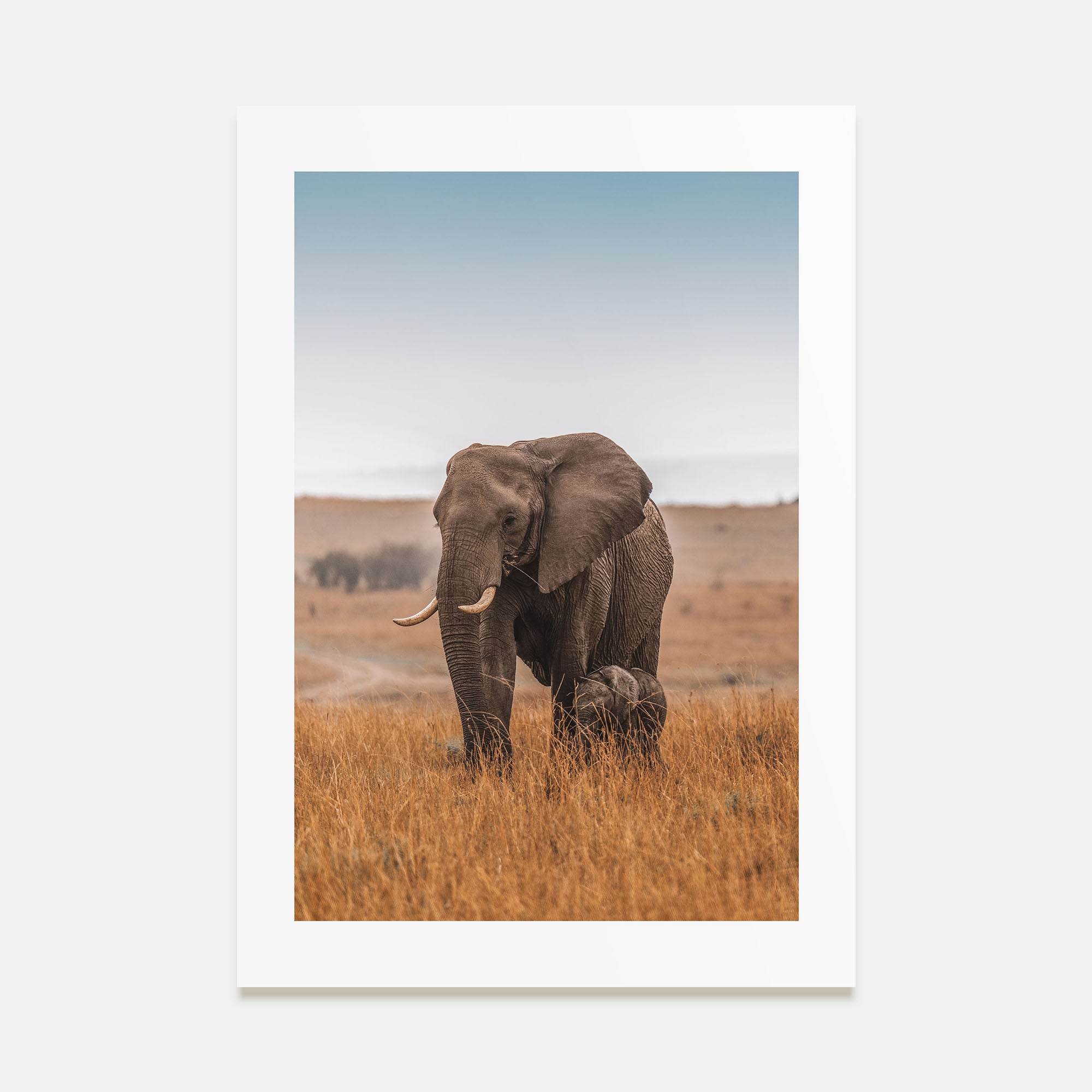 Elephant Photo Color No 2 Poster