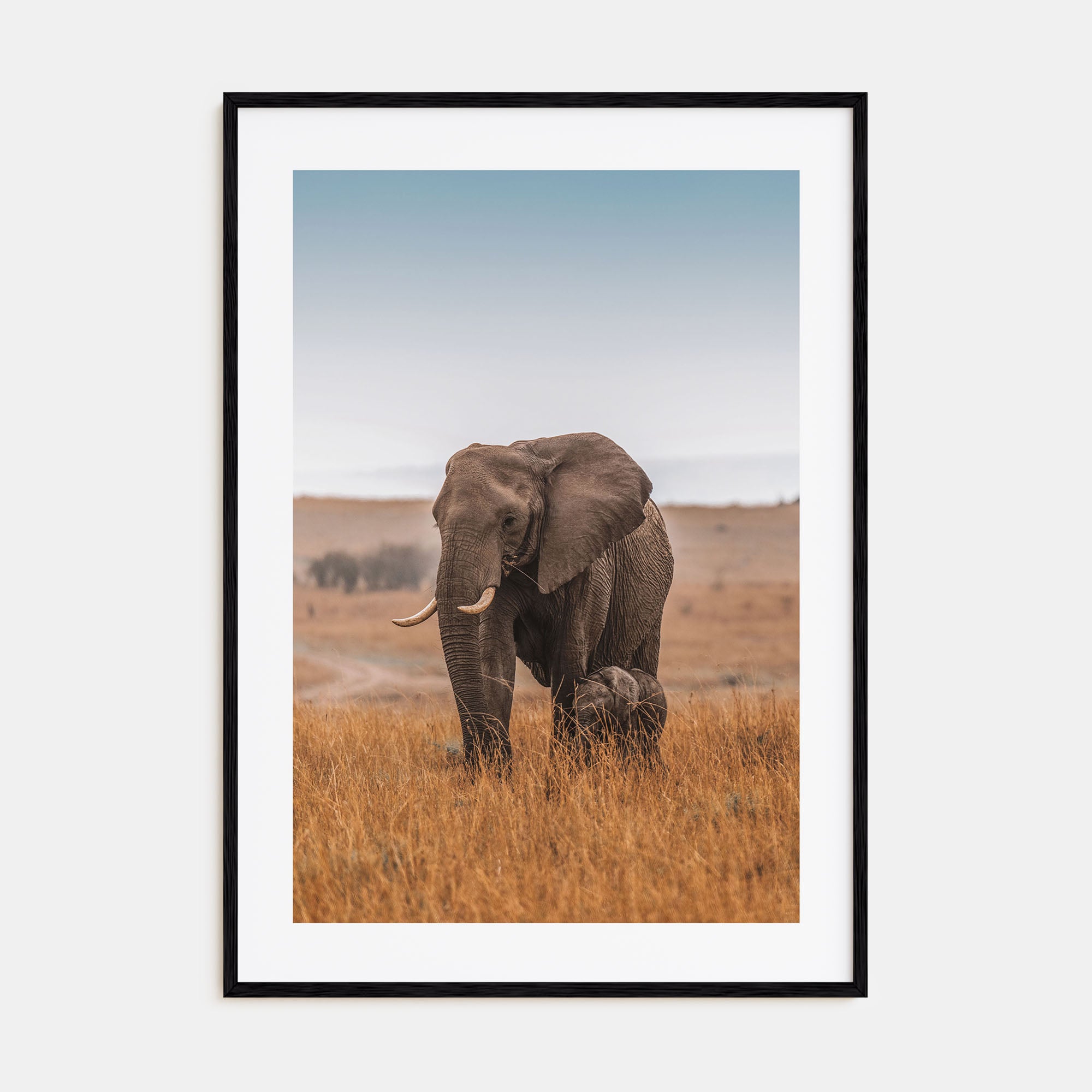 Elephant Photo Color No 2 Poster