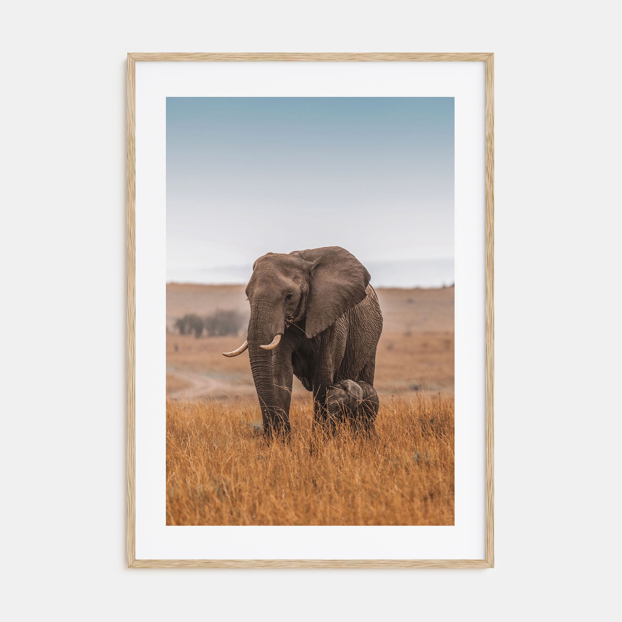 Elephant Photo Color No 2 Poster