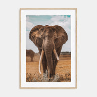 Elephant Photo Color No 3 Poster