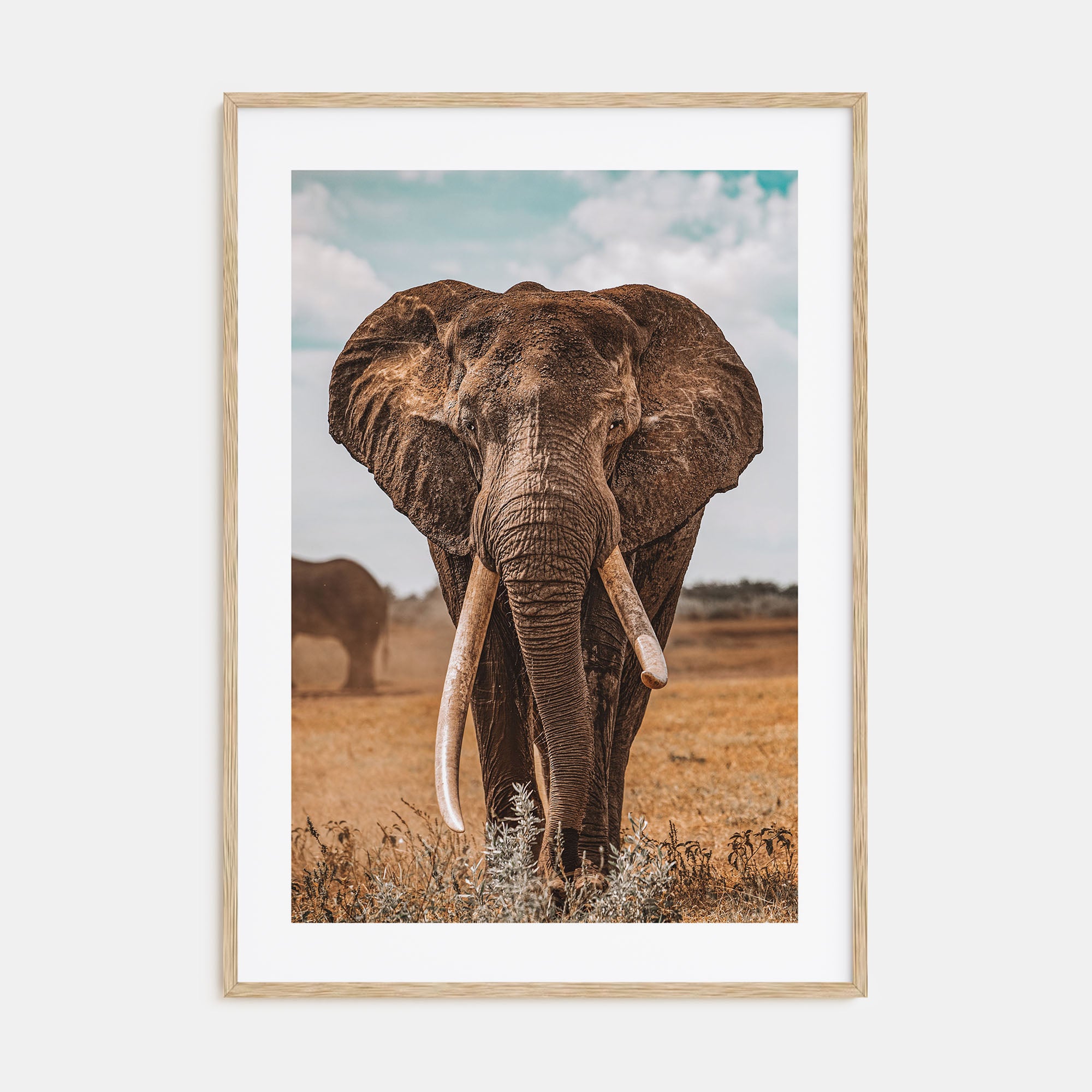 Elephant Photo Color No 3 Poster